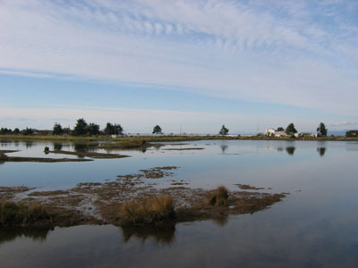 estuary scenic 3.jpg